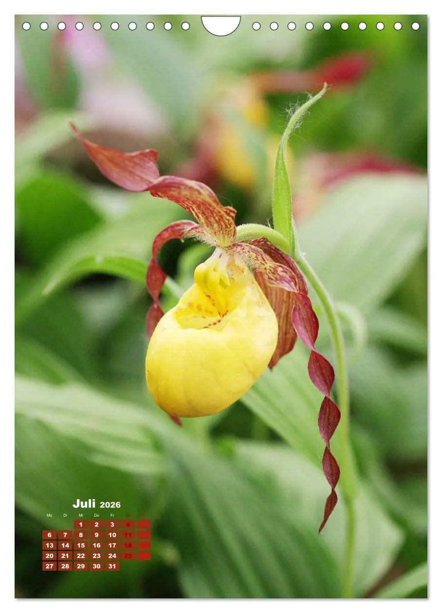 Bild: 9783516354362 | Orchideenschätze (Wandkalender 2026 DIN A4 hoch), CALVENDO...