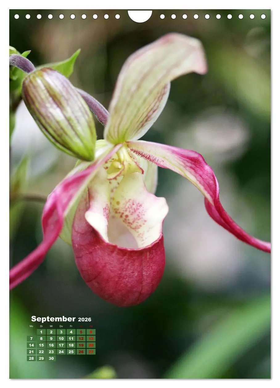 Bild: 9783516354362 | Orchideenschätze (Wandkalender 2026 DIN A4 hoch), CALVENDO...