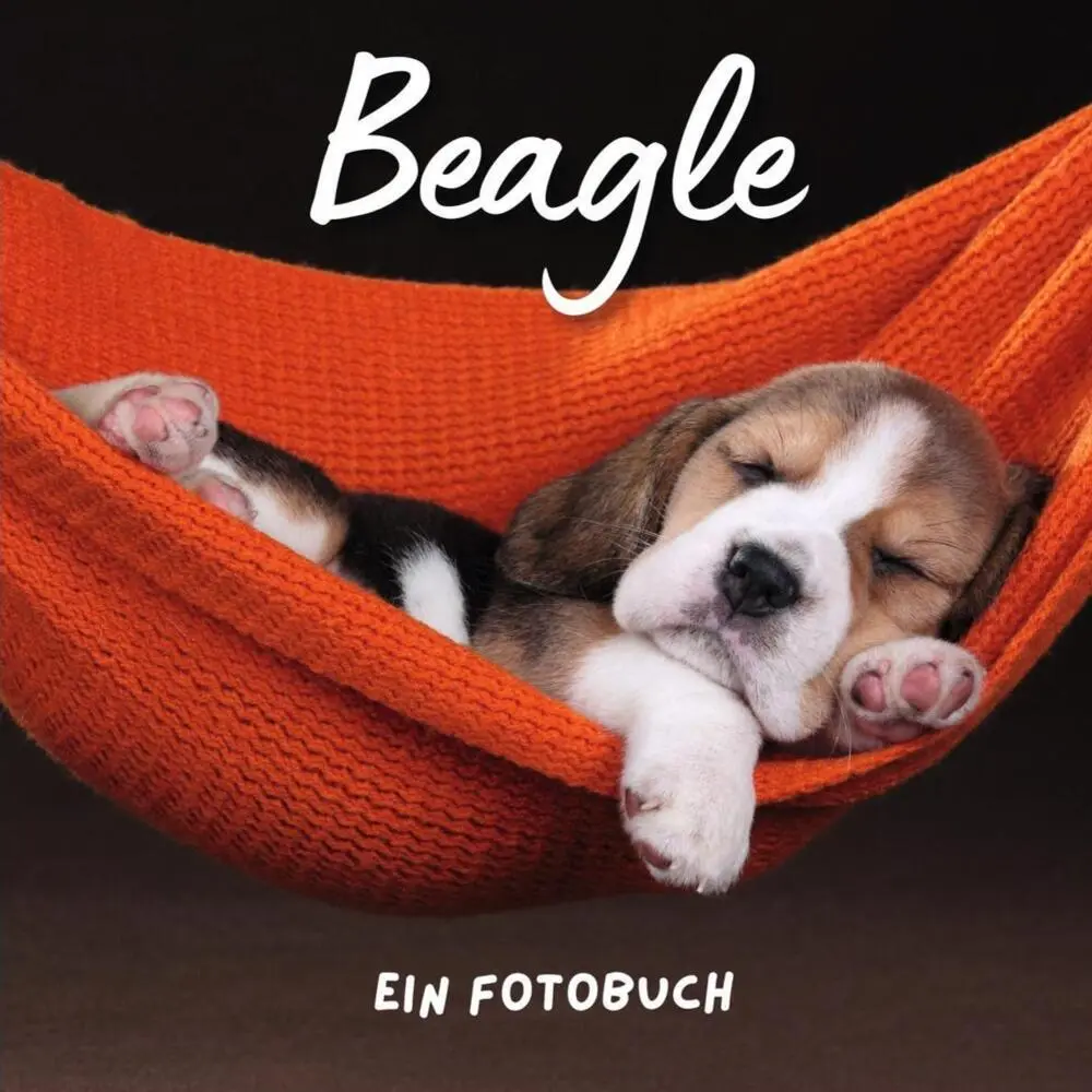 Cover: 9783750514362 | Beagle | Ein Fotobuch | Bibi Hübsch | Taschenbuch | 42 S. | Deutsch