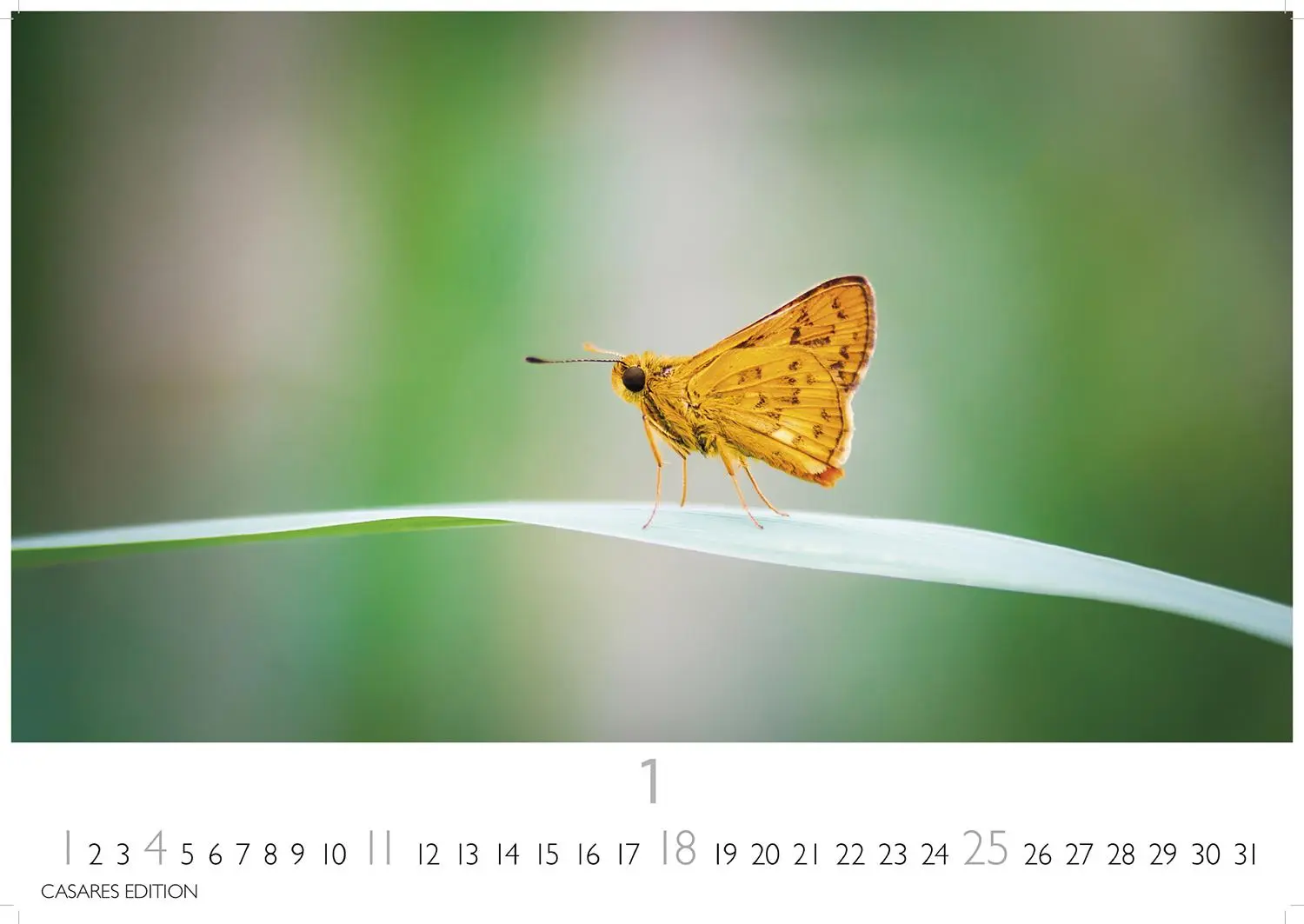 Bild: 9781835244562 | Schmetterlinge Kalender 2026 - Wandkalender Fotokalender Tier...
