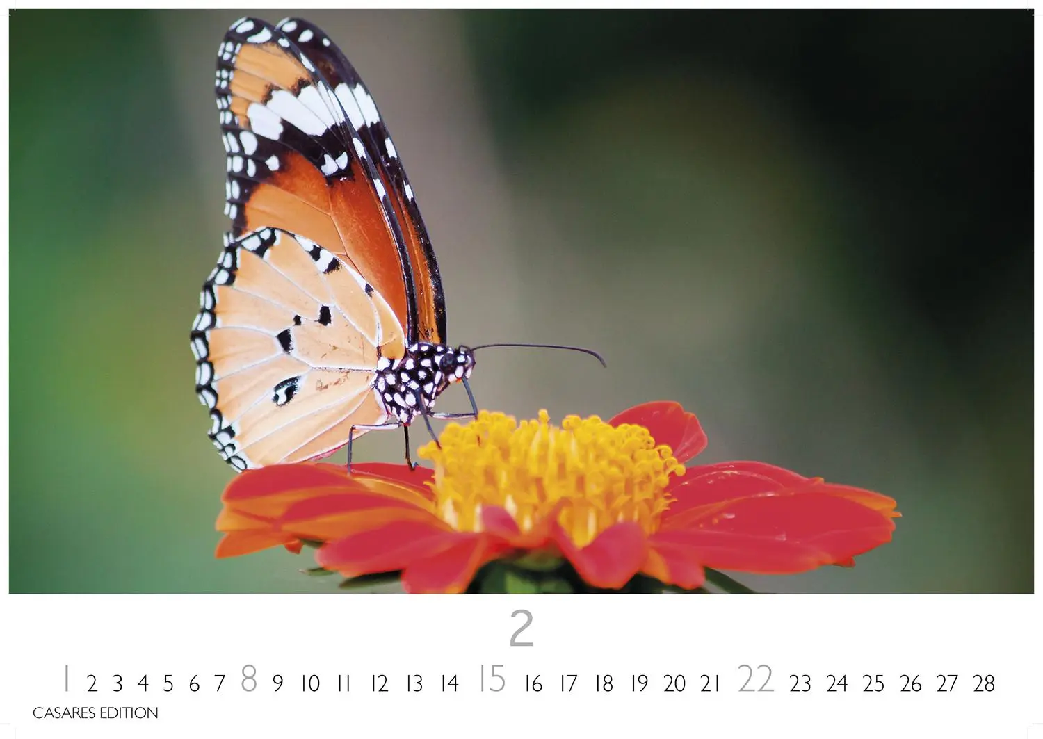 Bild: 9781835244562 | Schmetterlinge Kalender 2026 - Wandkalender Fotokalender Tier...
