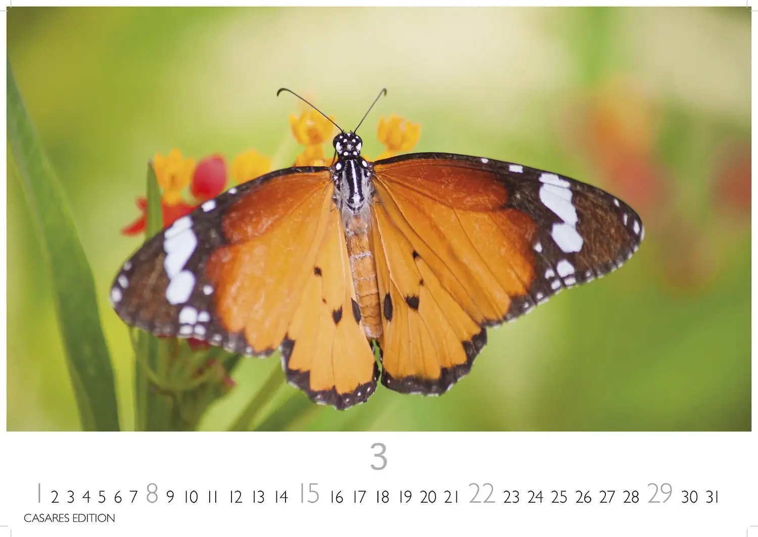 Bild: 9781835244562 | Schmetterlinge Kalender 2026 - Wandkalender Fotokalender Tier...