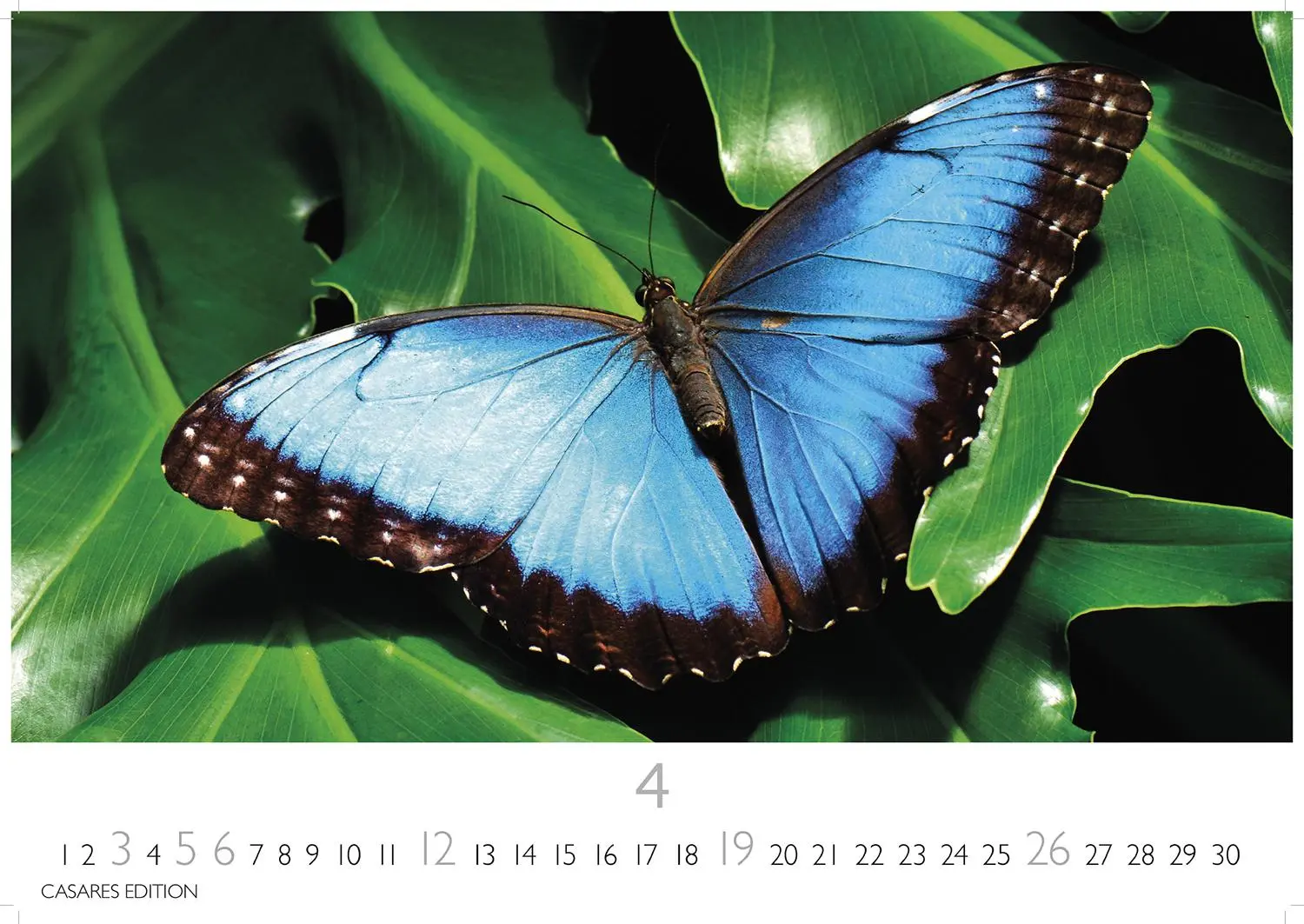 Bild: 9781835244562 | Schmetterlinge Kalender 2026 - Wandkalender Fotokalender Tier...