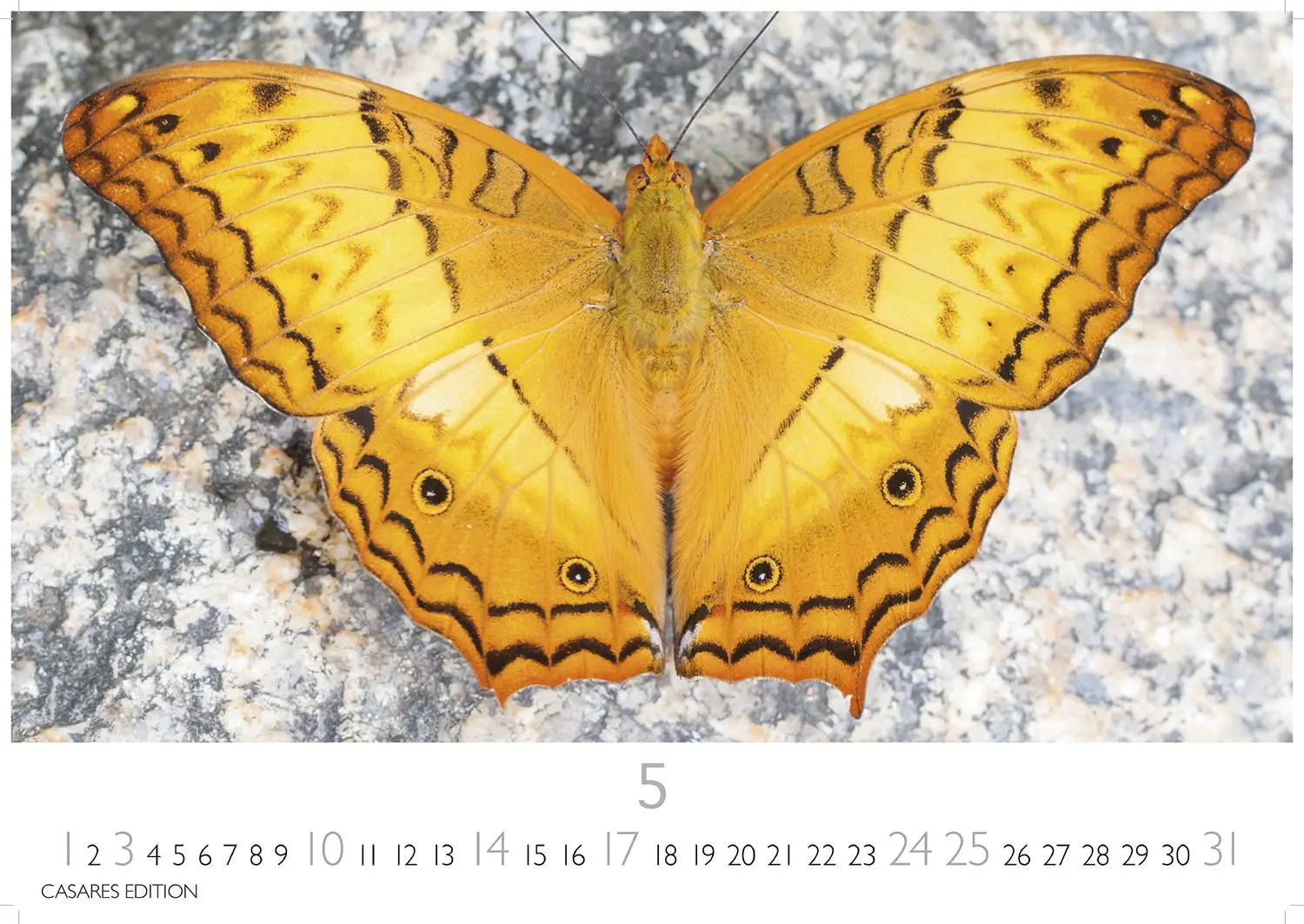 Bild: 9781835244562 | Schmetterlinge Kalender 2026 - Wandkalender Fotokalender Tier...