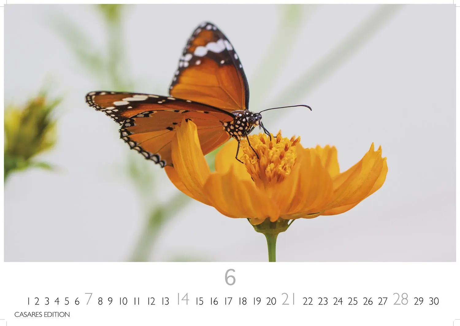 Bild: 9781835244562 | Schmetterlinge Kalender 2026 - Wandkalender Fotokalender Tier...