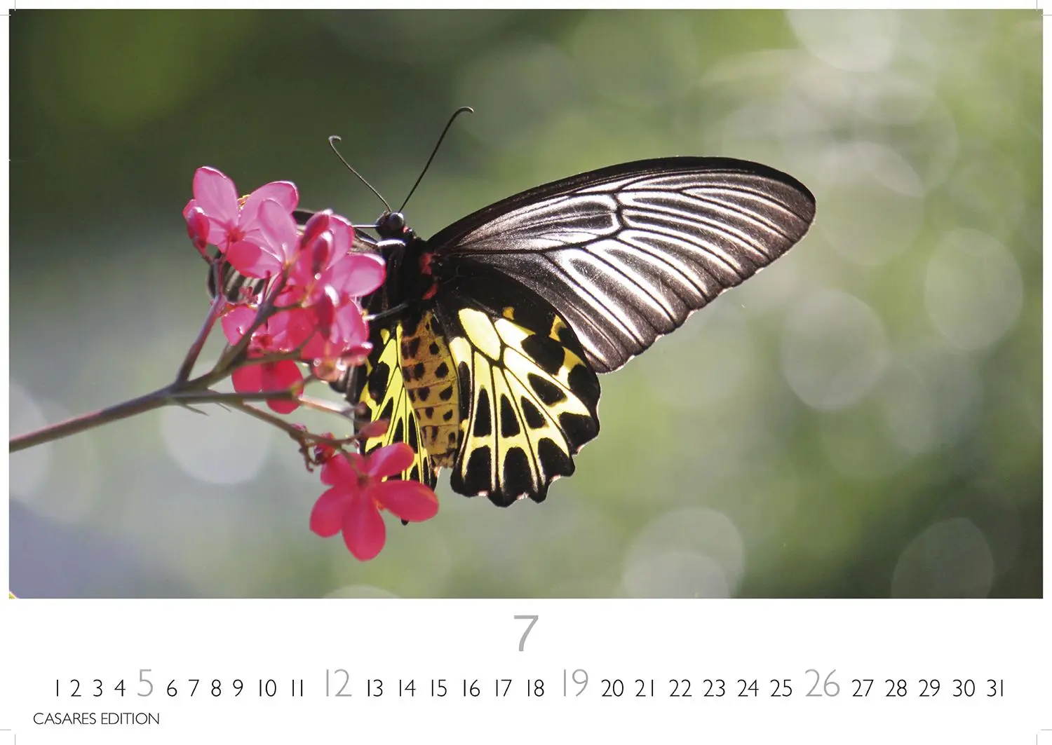 Bild: 9781835244562 | Schmetterlinge Kalender 2026 - Wandkalender Fotokalender Tier...