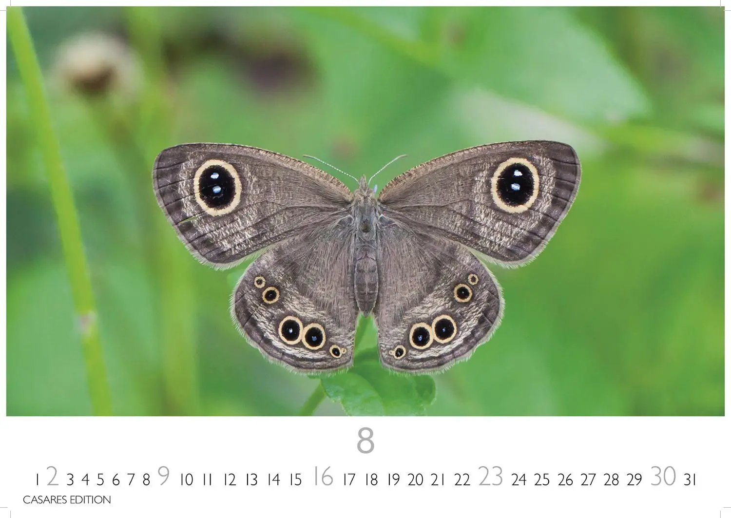 Bild: 9781835244562 | Schmetterlinge Kalender 2026 - Wandkalender Fotokalender Tier...