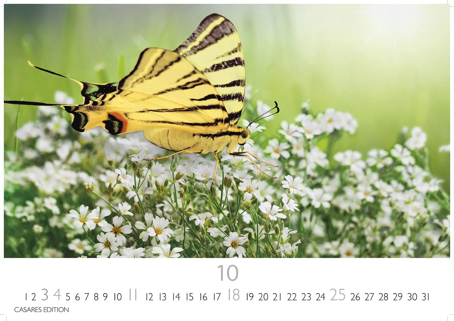 Bild: 9781835244562 | Schmetterlinge Kalender 2026 - Wandkalender Fotokalender Tier...