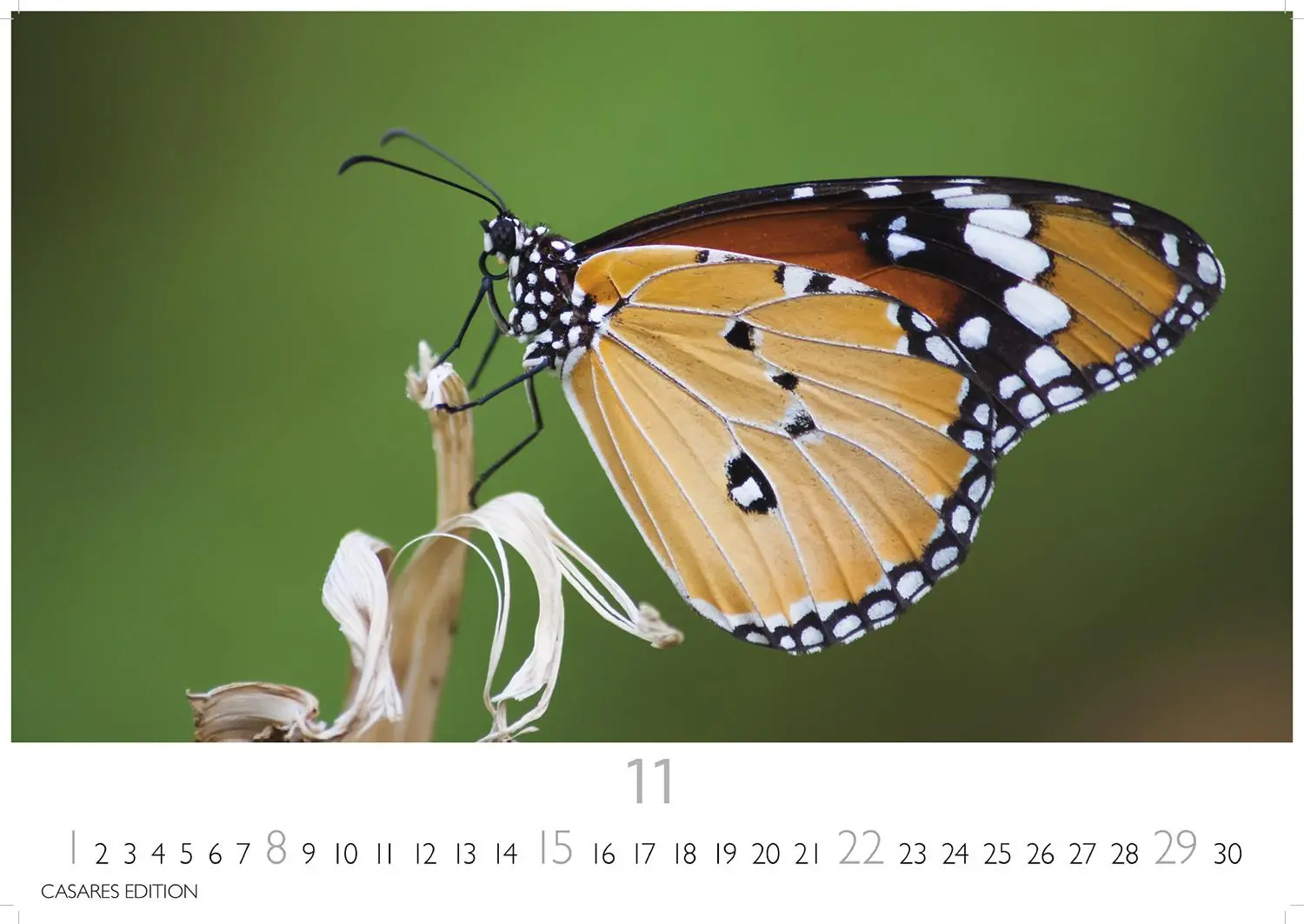 Bild: 9781835244562 | Schmetterlinge Kalender 2026 - Wandkalender Fotokalender Tier...