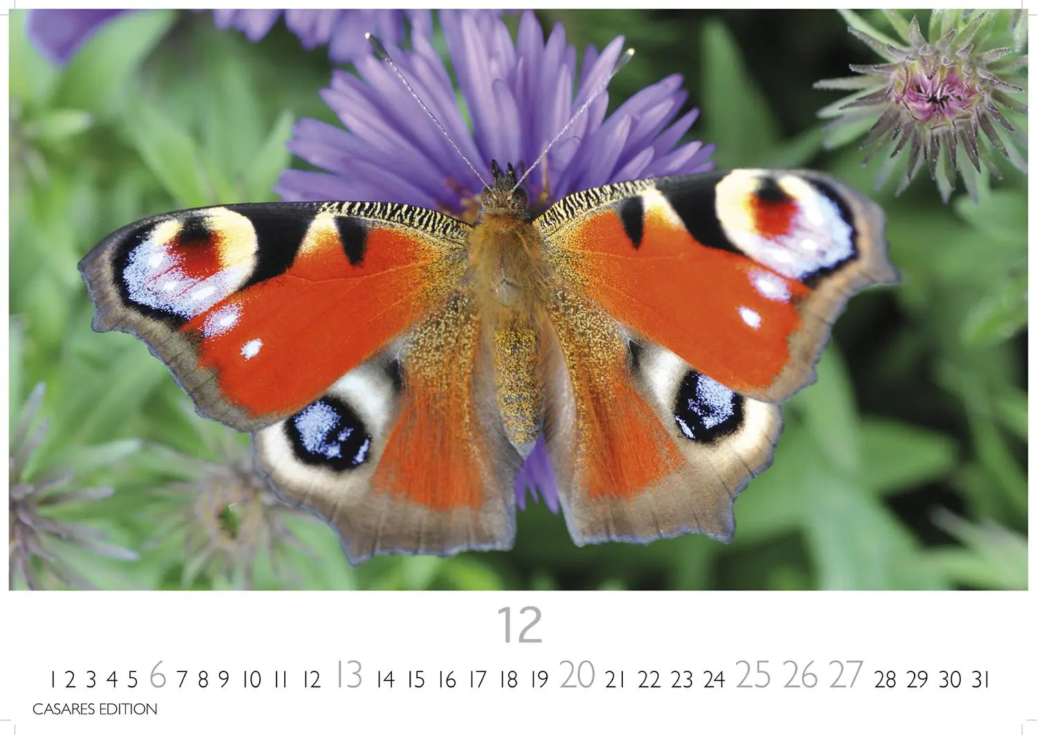 Bild: 9781835244562 | Schmetterlinge Kalender 2026 - Wandkalender Fotokalender Tier...