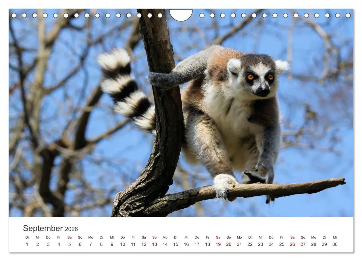 Bild: 9783457614662 | Madagaskar - Eine traumhafte Insel. (Wandkalender 2026 DIN A4...