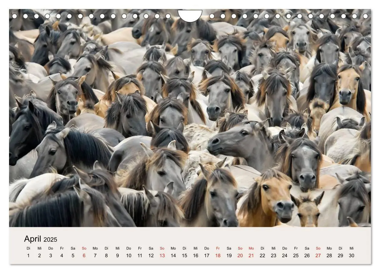 Bild: 9783435824762 | Dülmener Wildpferde (Wandkalender 2025 DIN A4 quer), CALVENDO...