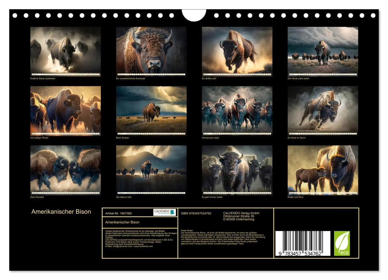 Bild: 9783457534762 | Amerikanischer Bison (Wandkalender 2026 DIN A4 quer), CALVENDO...