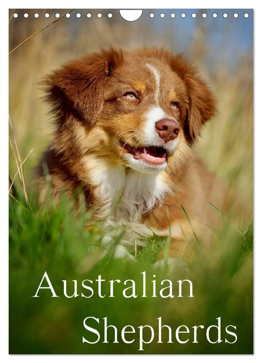 Cover: 9783594154762 | Australian Shepherds (Wandkalender 2027 DIN A4 hoch), CALVENDO...
