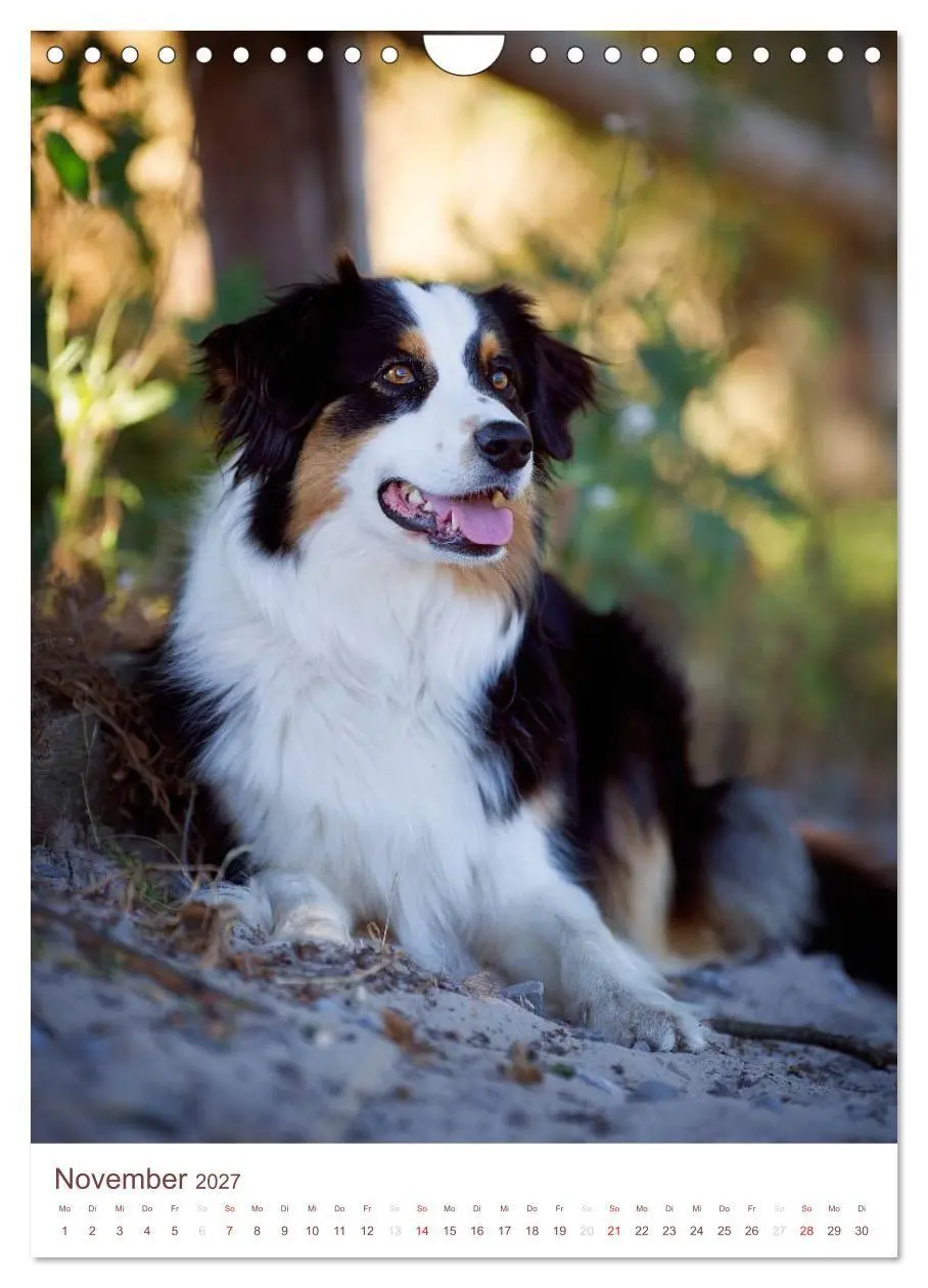 Bild: 9783594154762 | Australian Shepherds (Wandkalender 2027 DIN A4 hoch), CALVENDO...