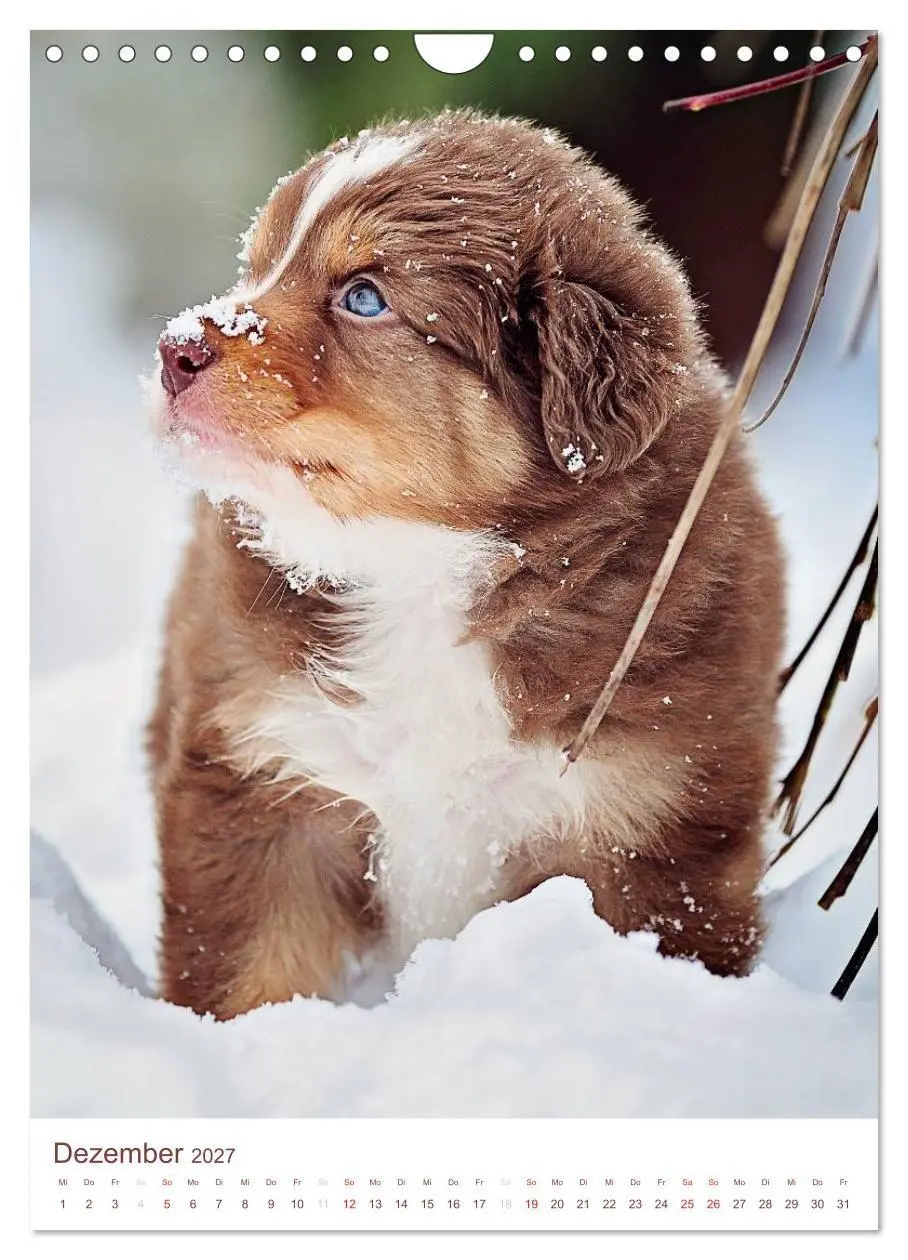 Bild: 9783594154762 | Australian Shepherds (Wandkalender 2027 DIN A4 hoch), CALVENDO...