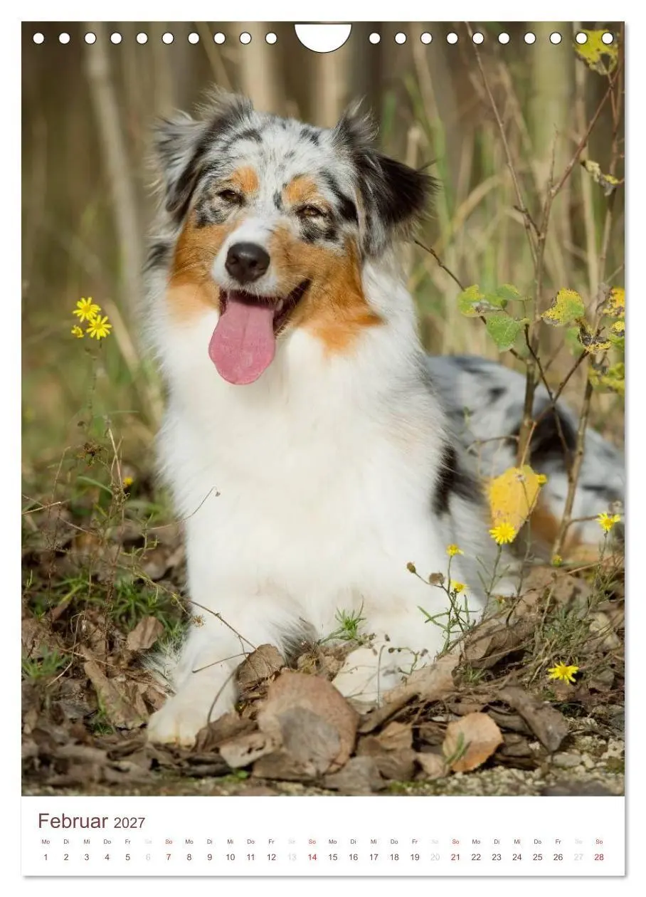 Bild: 9783594154762 | Australian Shepherds (Wandkalender 2027 DIN A4 hoch), CALVENDO...