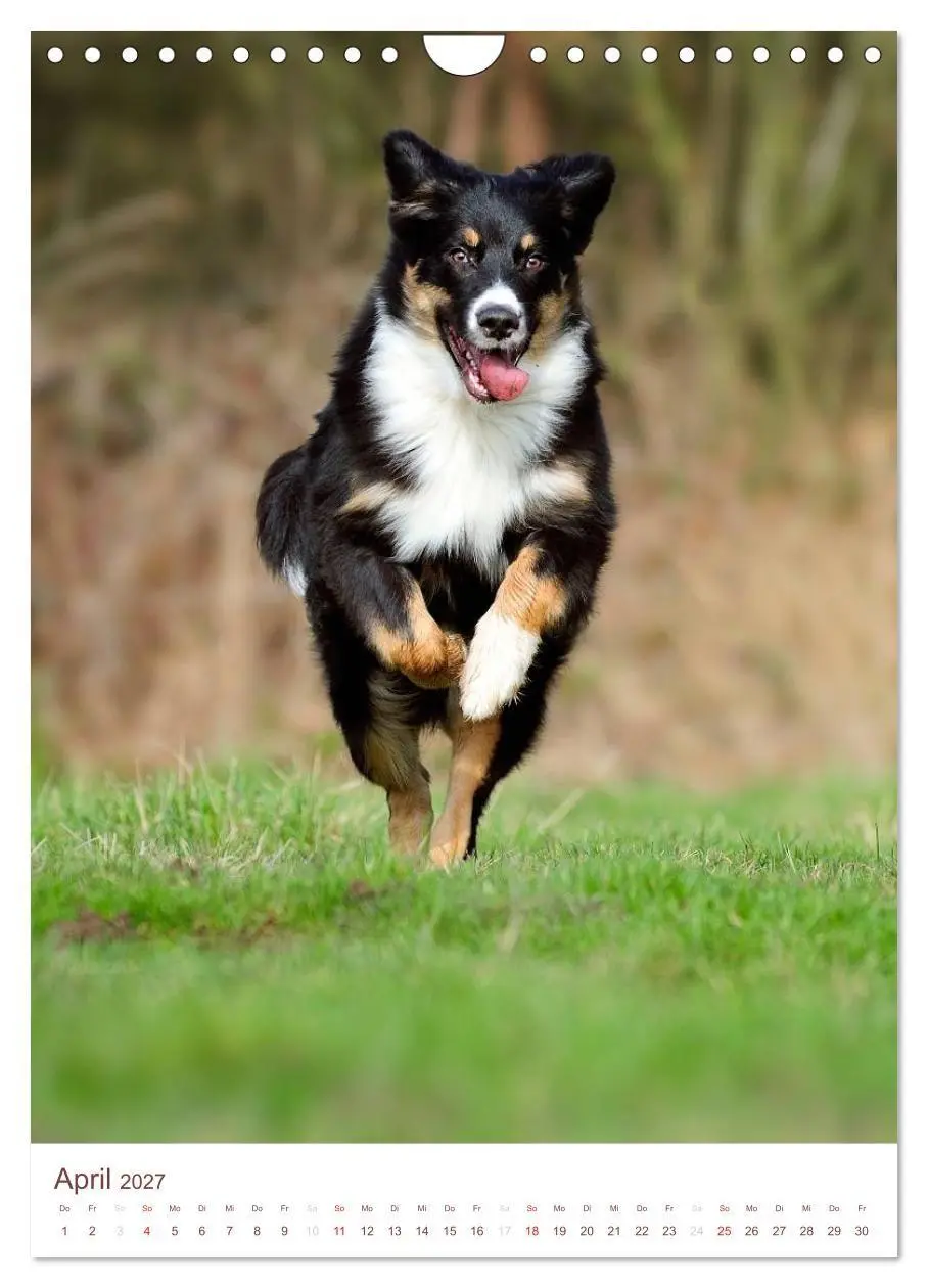Bild: 9783594154762 | Australian Shepherds (Wandkalender 2027 DIN A4 hoch), CALVENDO...
