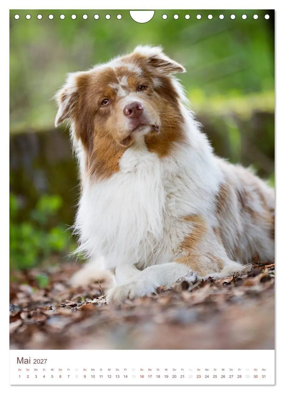 Bild: 9783594154762 | Australian Shepherds (Wandkalender 2027 DIN A4 hoch), CALVENDO...