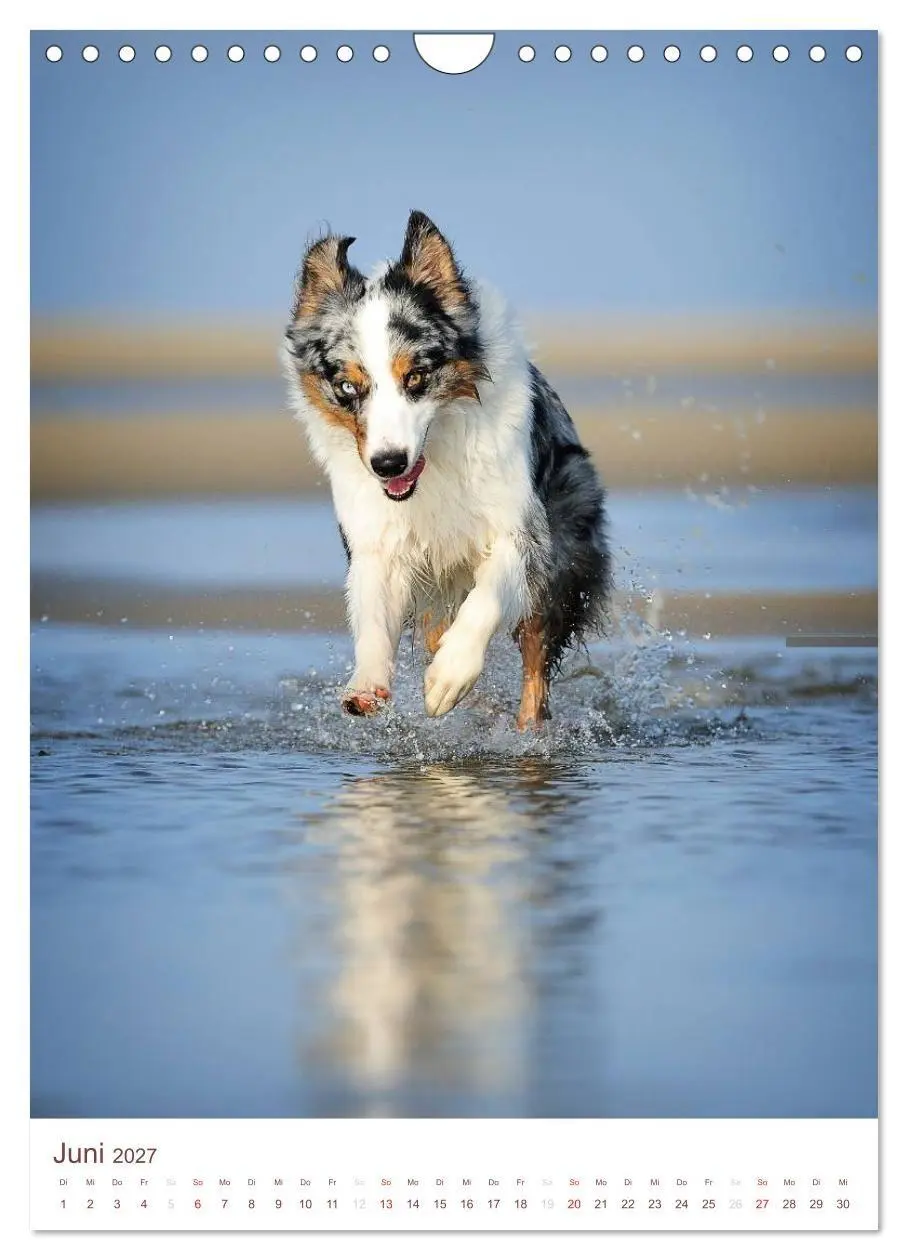 Bild: 9783594154762 | Australian Shepherds (Wandkalender 2027 DIN A4 hoch), CALVENDO...