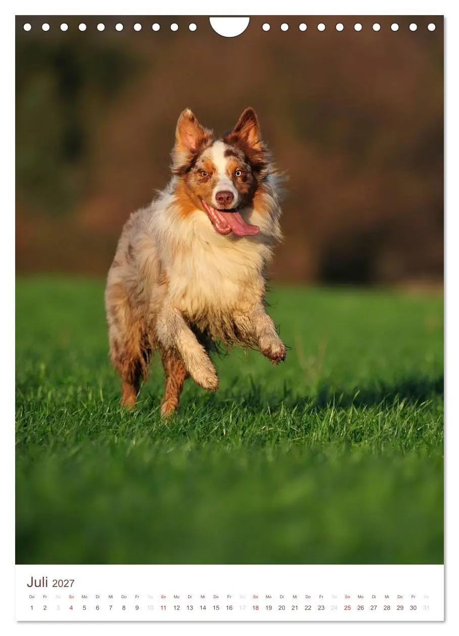 Bild: 9783594154762 | Australian Shepherds (Wandkalender 2027 DIN A4 hoch), CALVENDO...