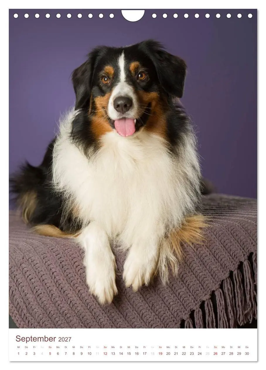 Bild: 9783594154762 | Australian Shepherds (Wandkalender 2027 DIN A4 hoch), CALVENDO...