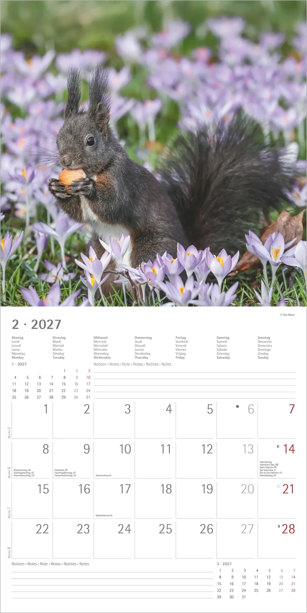 Bild: 4069095014862 | Eichhörnchen 2027 | Neumann Verlage GmbH &amp; Co KG | Kalender | 14 S.