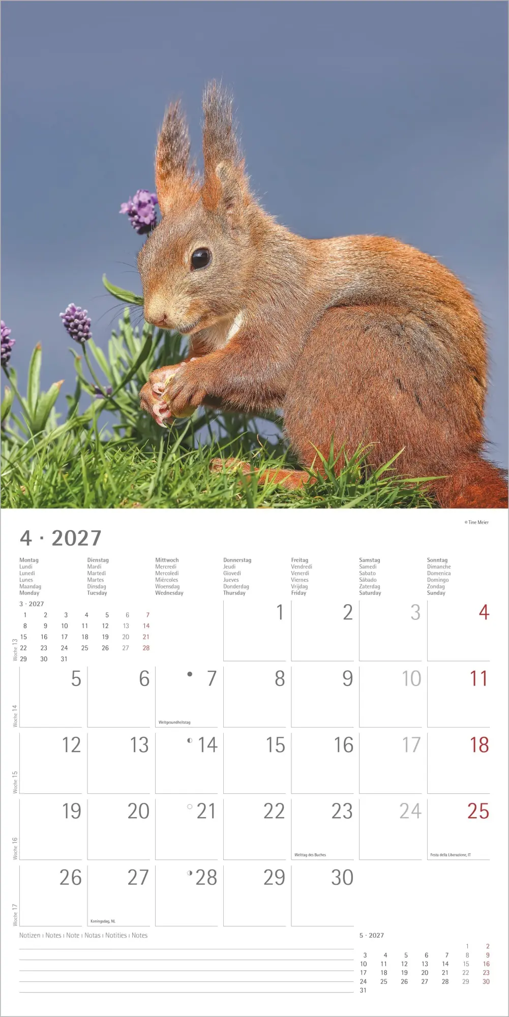 Bild: 4069095014862 | Eichhörnchen 2027 | Neumann Verlage GmbH &amp; Co KG | Kalender | 14 S.