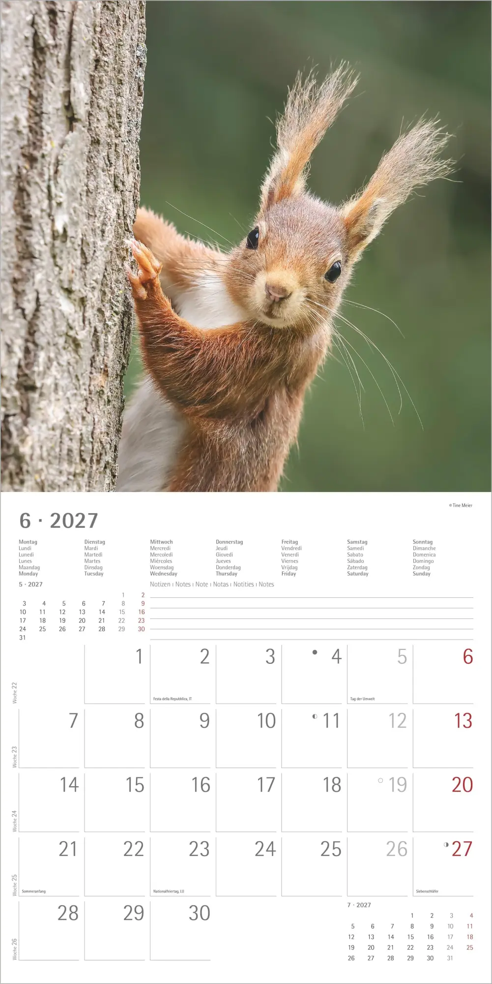 Bild: 4069095014862 | Eichhörnchen 2027 | Neumann Verlage GmbH &amp; Co KG | Kalender | 14 S.