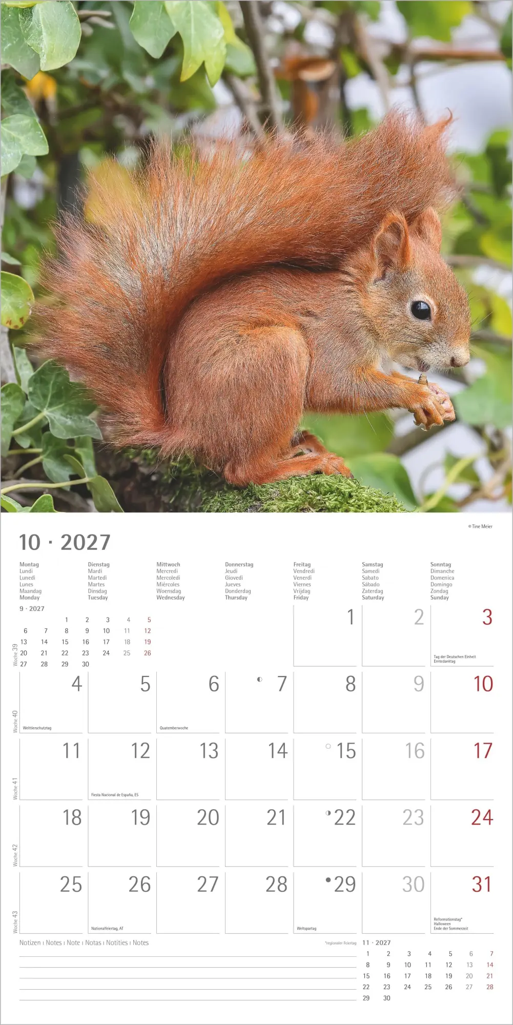 Bild: 4069095014862 | Eichhörnchen 2027 | Neumann Verlage GmbH &amp; Co KG | Kalender | 14 S.