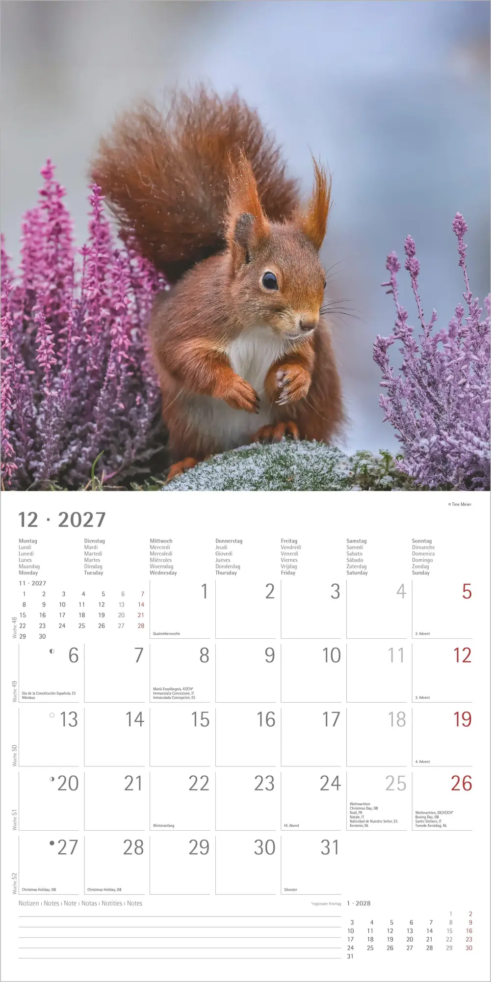 Bild: 4069095014862 | Eichhörnchen 2027 | Neumann Verlage GmbH &amp; Co KG | Kalender | 14 S.