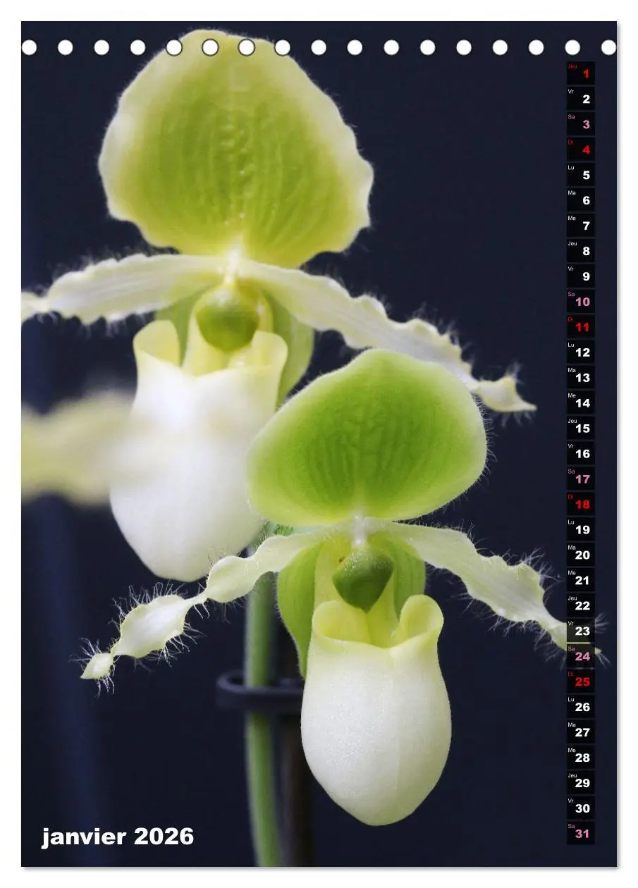 Bild: 9783516544862 | Miracle floral l'orchidée (Calendrier de bureau 2026 DIN A5...