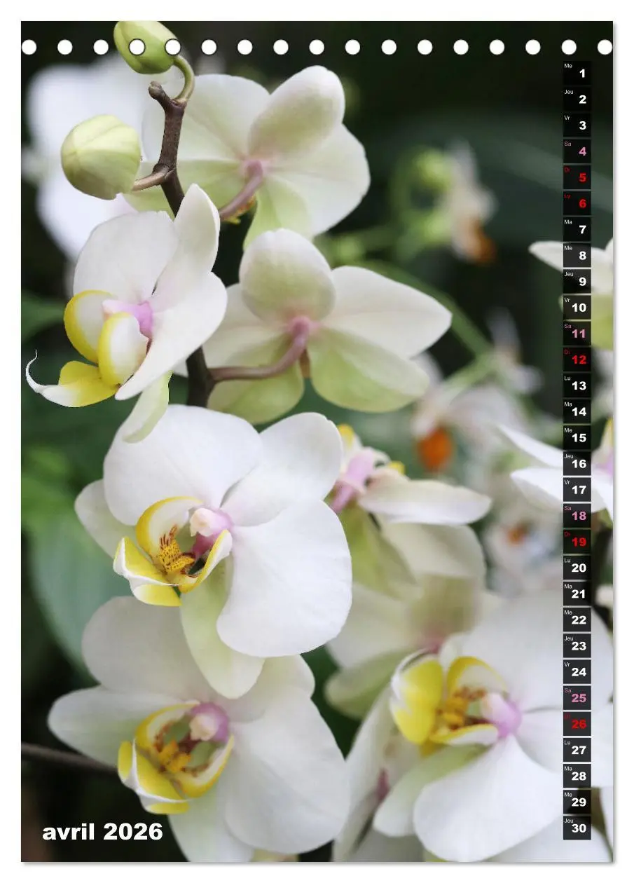 Bild: 9783516544862 | Miracle floral l'orchidée (Calendrier de bureau 2026 DIN A5...