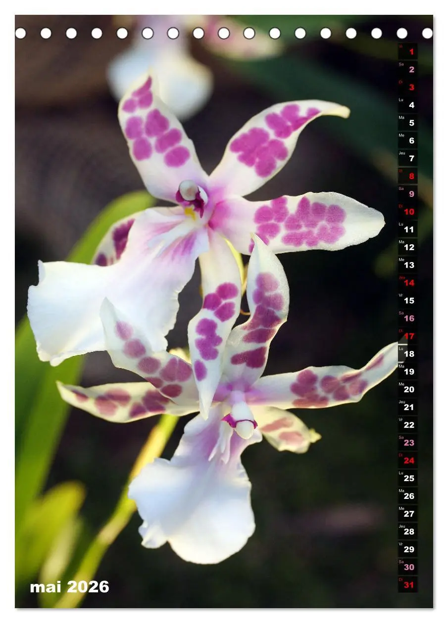 Bild: 9783516544862 | Miracle floral l'orchidée (Calendrier de bureau 2026 DIN A5...