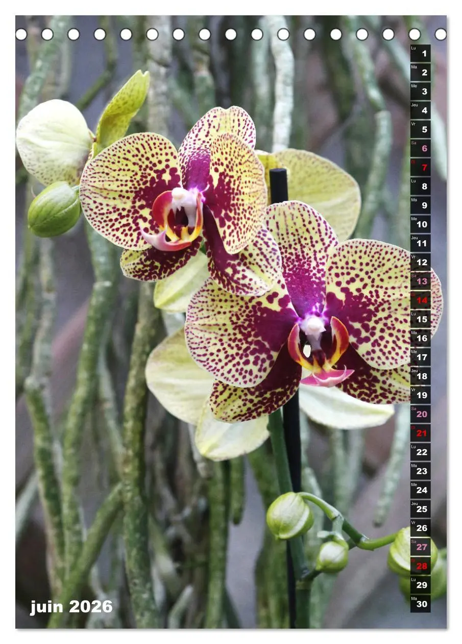 Bild: 9783516544862 | Miracle floral l'orchidée (Calendrier de bureau 2026 DIN A5...