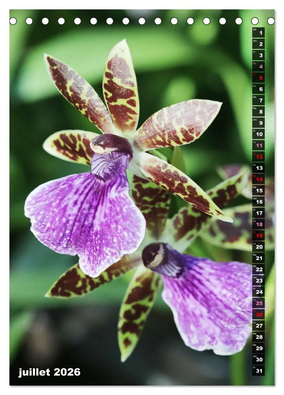 Bild: 9783516544862 | Miracle floral l'orchidée (Calendrier de bureau 2026 DIN A5...