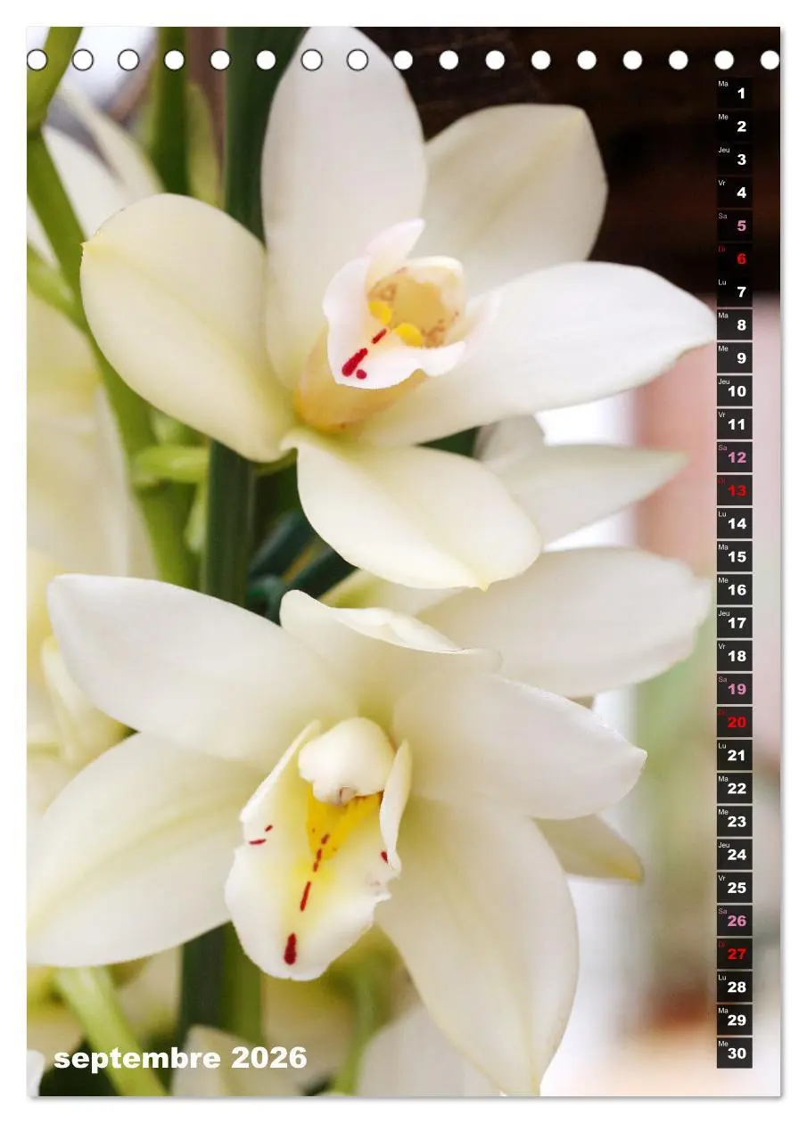 Bild: 9783516544862 | Miracle floral l'orchidée (Calendrier de bureau 2026 DIN A5...