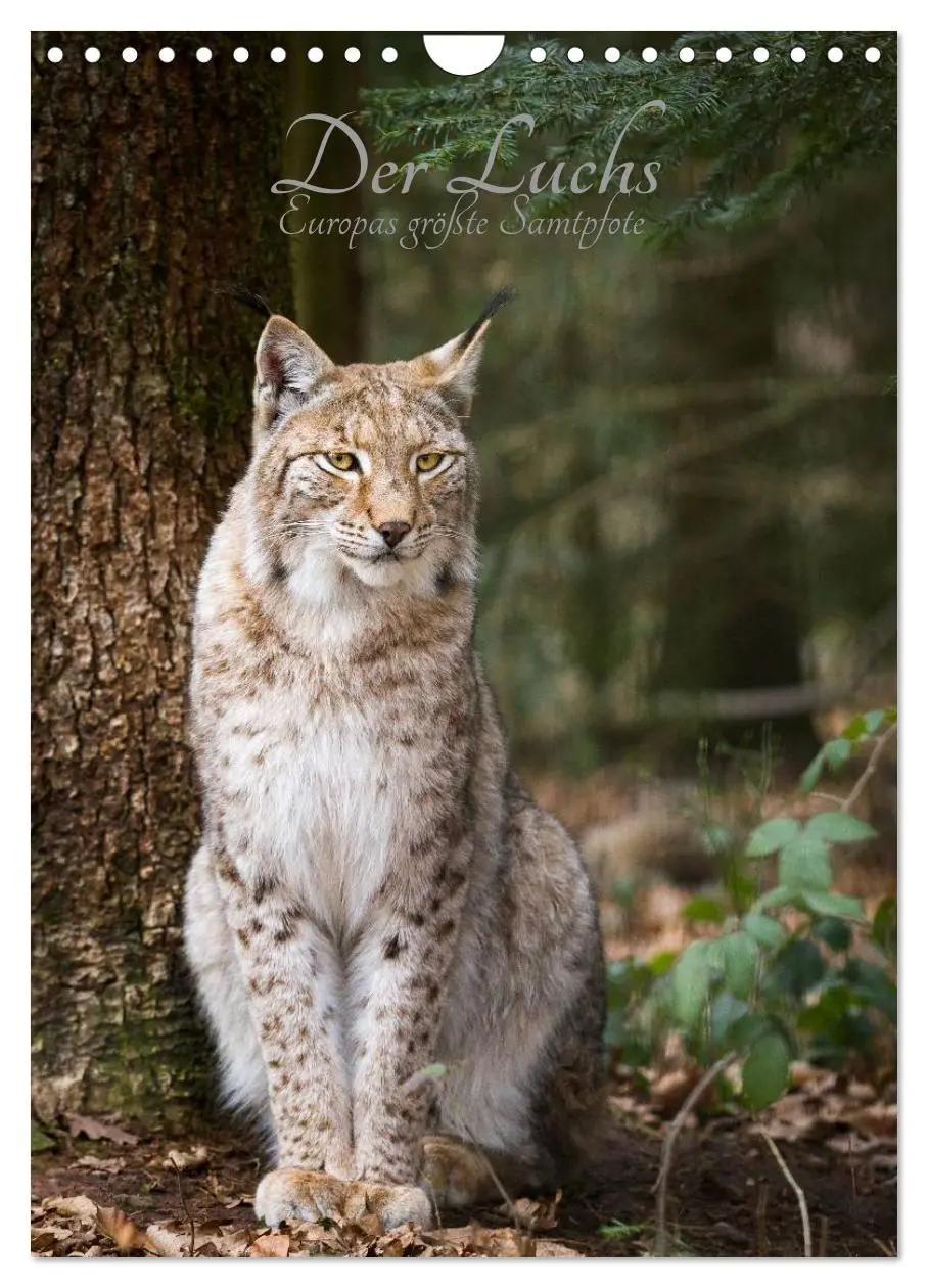 Cover: 9783516425062 | Der Luchs - Europas größte Samtpfote (Wandkalender 2026 DIN A4...