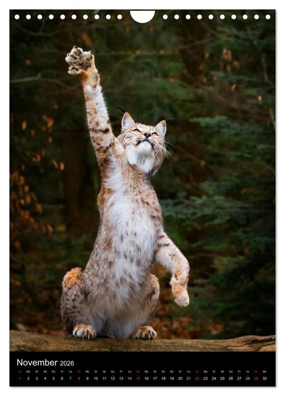 Bild: 9783516425062 | Der Luchs - Europas größte Samtpfote (Wandkalender 2026 DIN A4...