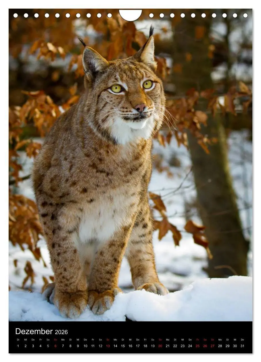 Bild: 9783516425062 | Der Luchs - Europas größte Samtpfote (Wandkalender 2026 DIN A4...