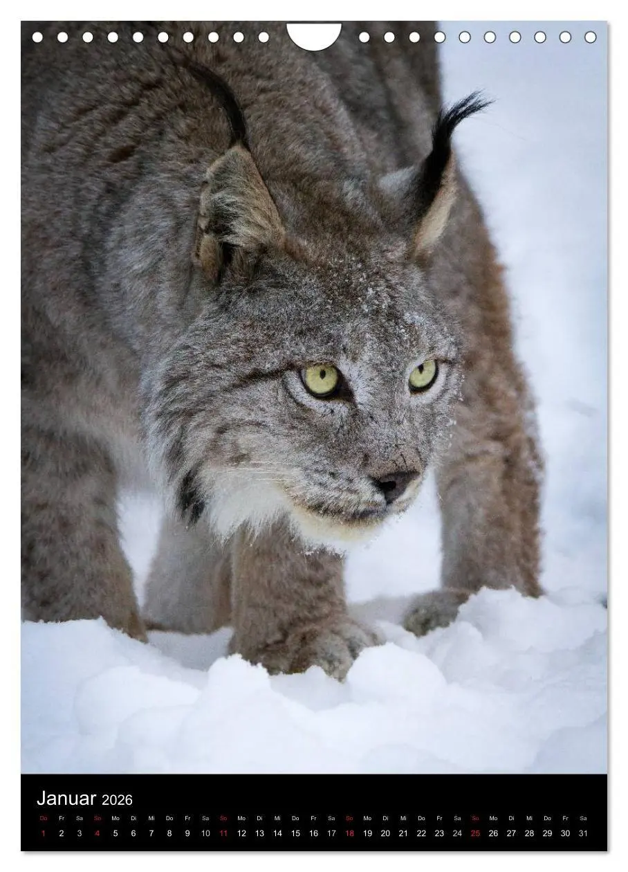 Bild: 9783516425062 | Der Luchs - Europas größte Samtpfote (Wandkalender 2026 DIN A4...
