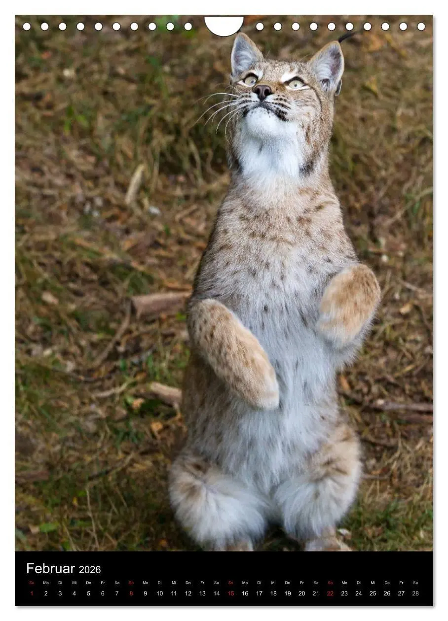 Bild: 9783516425062 | Der Luchs - Europas größte Samtpfote (Wandkalender 2026 DIN A4...