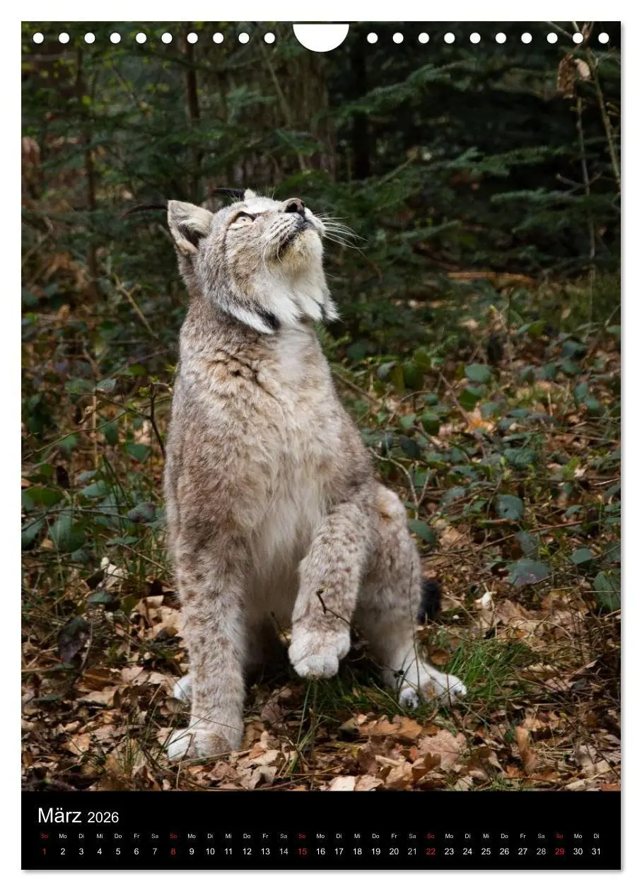 Bild: 9783516425062 | Der Luchs - Europas größte Samtpfote (Wandkalender 2026 DIN A4...