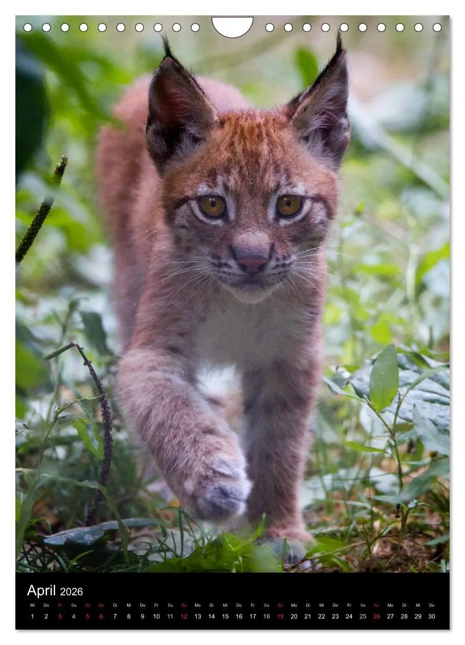 Bild: 9783516425062 | Der Luchs - Europas größte Samtpfote (Wandkalender 2026 DIN A4...
