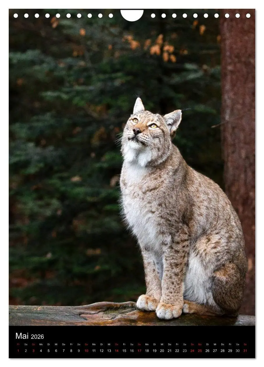 Bild: 9783516425062 | Der Luchs - Europas größte Samtpfote (Wandkalender 2026 DIN A4...