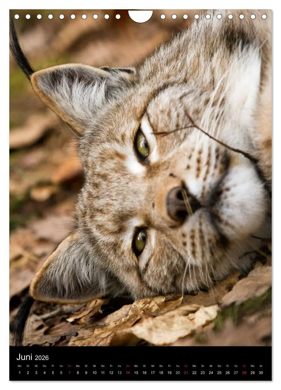 Bild: 9783516425062 | Der Luchs - Europas größte Samtpfote (Wandkalender 2026 DIN A4...