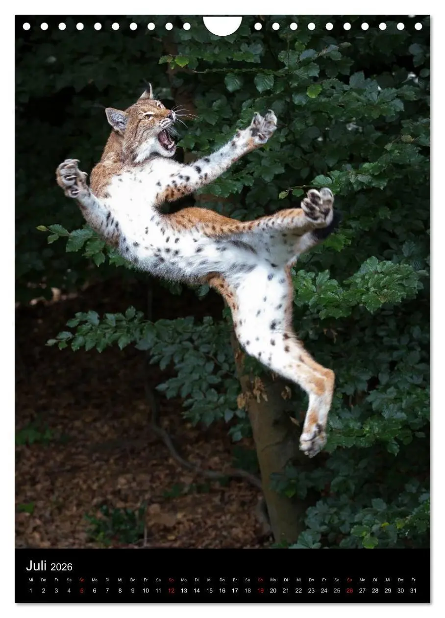Bild: 9783516425062 | Der Luchs - Europas größte Samtpfote (Wandkalender 2026 DIN A4...