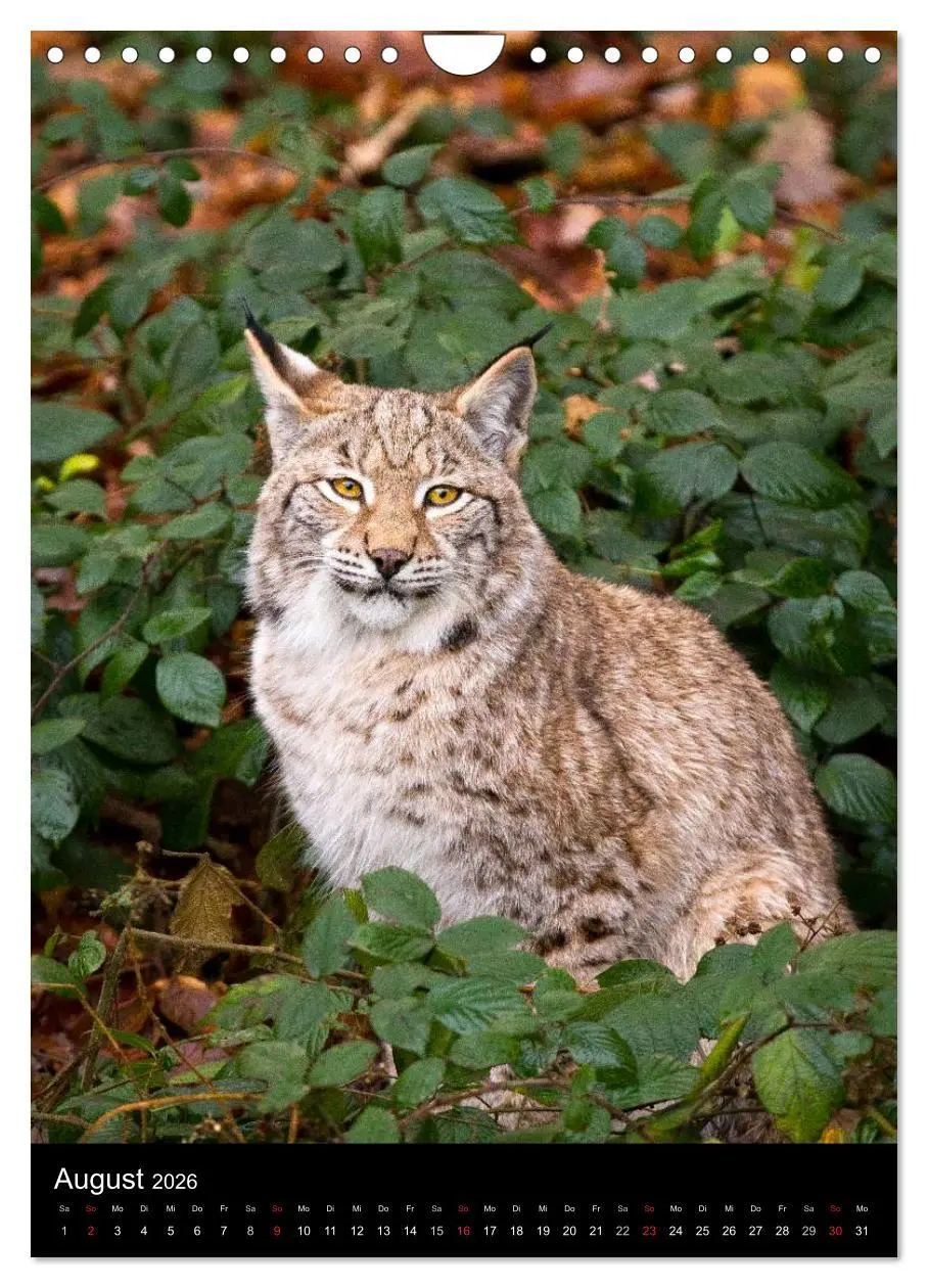 Bild: 9783516425062 | Der Luchs - Europas größte Samtpfote (Wandkalender 2026 DIN A4...