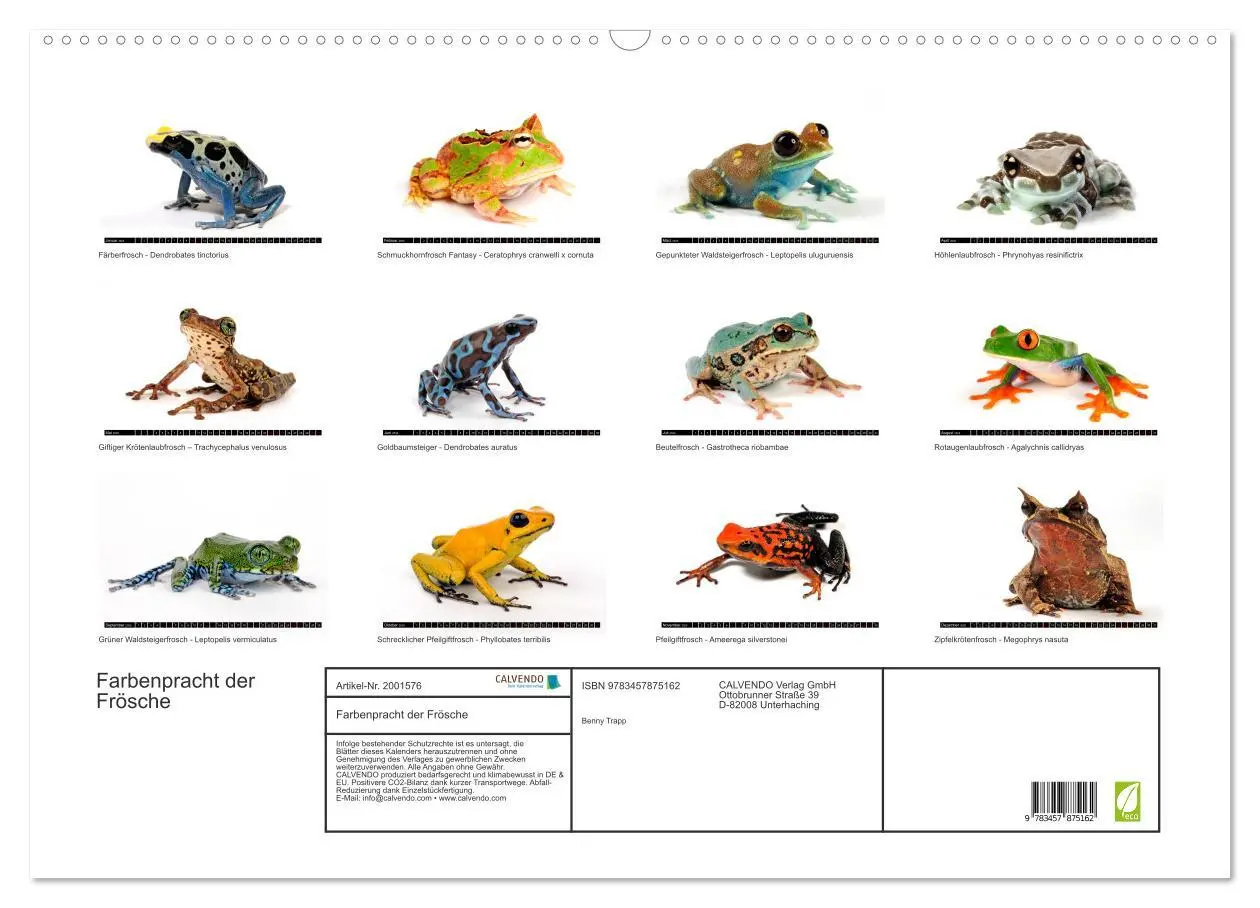 Bild: 9783457875162 | Farbenpracht der Frösche (Wandkalender 2026 DIN A2 quer), CALVENDO...
