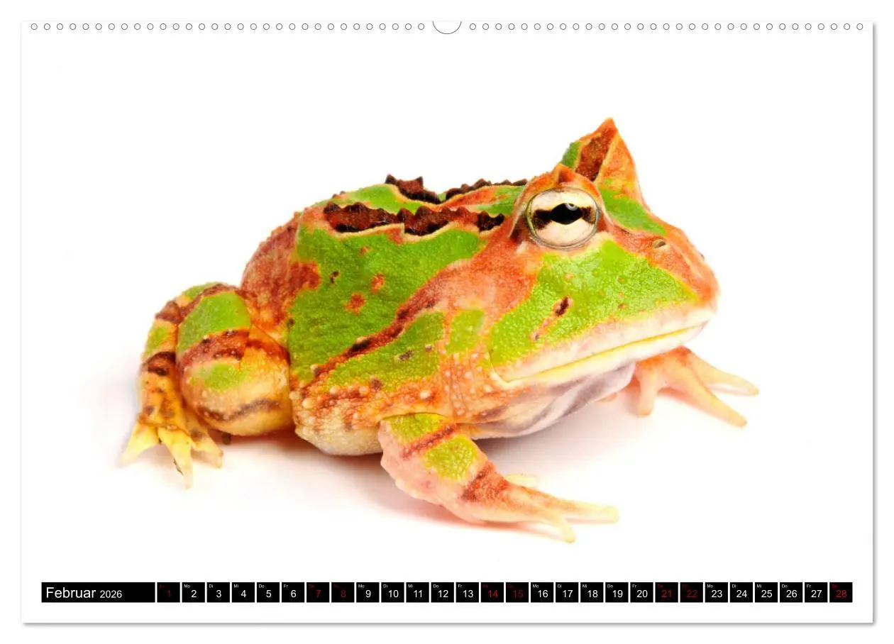 Bild: 9783457875162 | Farbenpracht der Frösche (Wandkalender 2026 DIN A2 quer), CALVENDO...